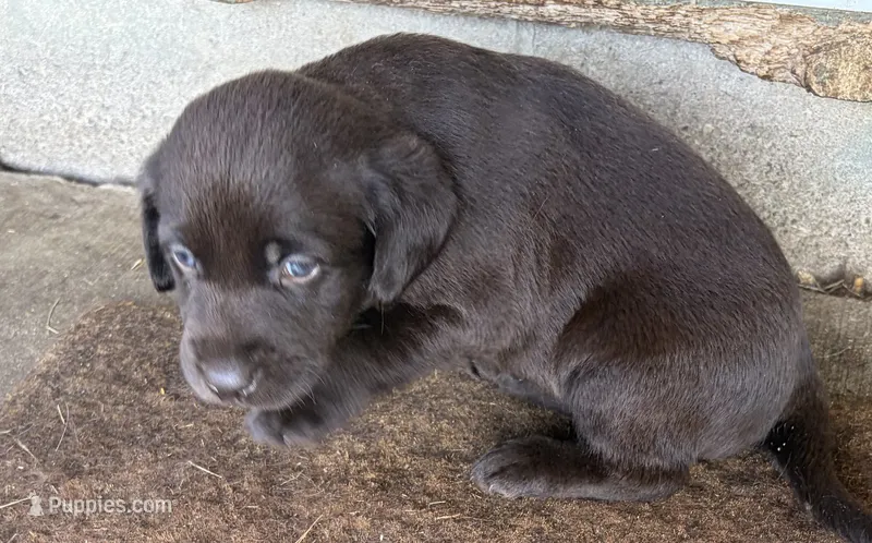 Puppy female  – Labrador Retriever puppy for sale in Dousman, WI