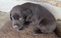 Puppy female , a female Labrador Retriever for sale in Dousman, WI – 1 of 4