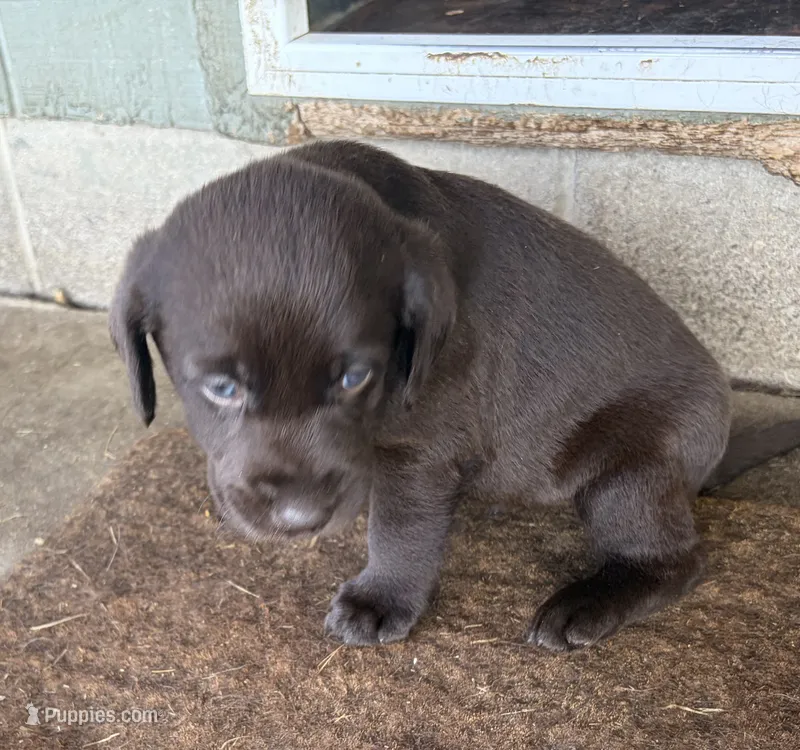 Puppy male – Labrador Retriever puppy for sale in Dousman, WI