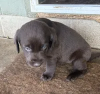 Puppy male, a male Labrador Retriever for sale in Dousman, WI – 1 of 1