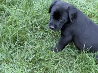 Puppy black male, a male Labrador Retriever for sale in Dousman, WI – 2 of 3