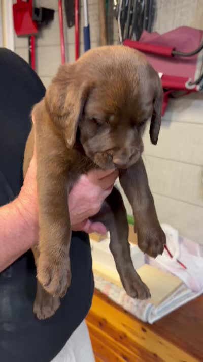 Puppy female , a female Labrador Retriever for sale in Dousman, WI – 2 of 4