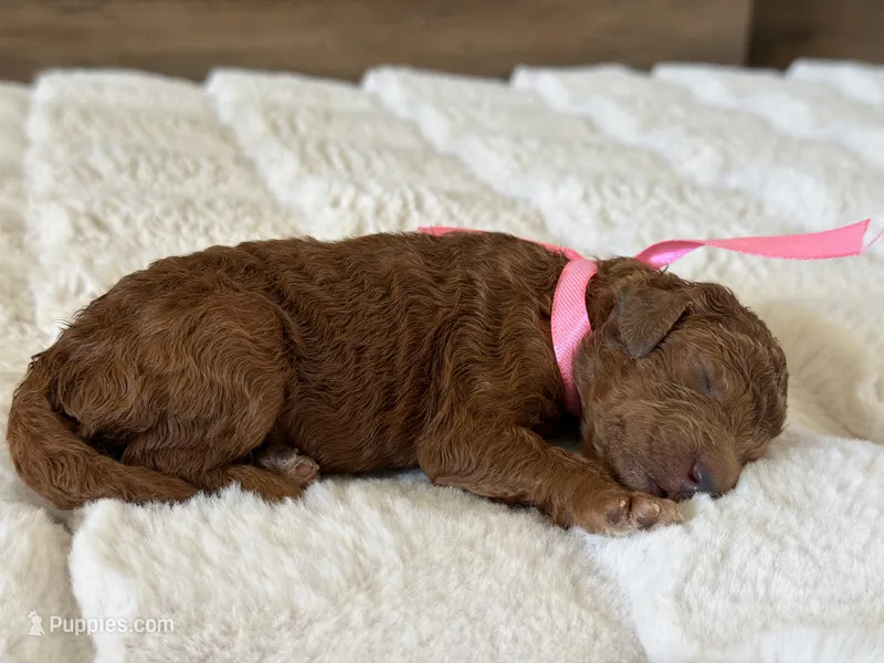 Cindy – Goldendoodle puppy for sale in California City, CA