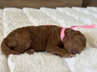 Cindy, a female Goldendoodle for sale in California City, CA – 1 of 1