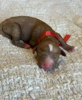 Baby, a female Goldendoodle for sale in California City, CA – 1 of 1