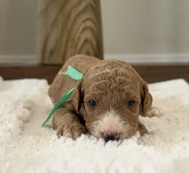 Venus – Goldendoodle puppy on hold in California City, CA