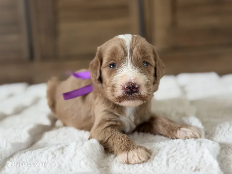Luna – Goldendoodle puppy for sale in California City, CA