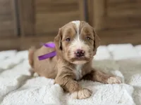 Luna, a female Goldendoodle for sale in California City, CA – 1 of 1
