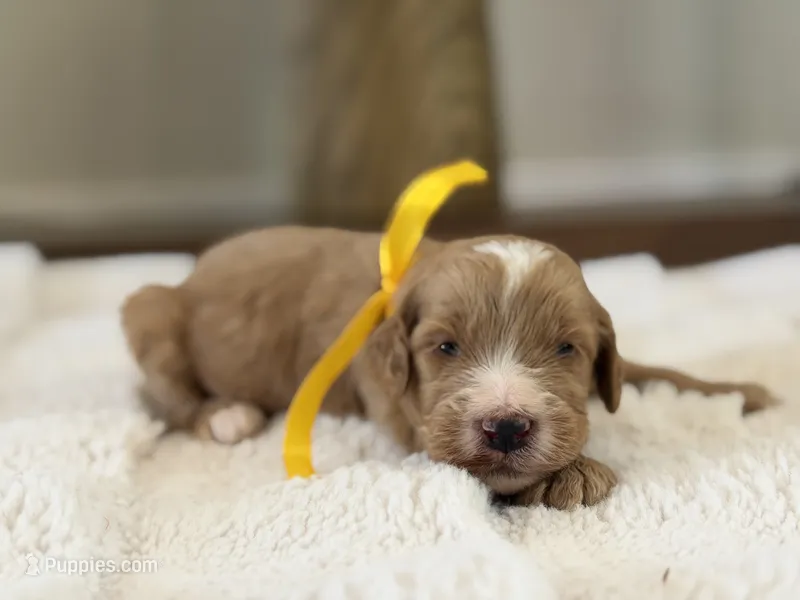 Nino – Goldendoodle puppy for sale in California City, CA