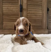 Boy, a male Goldendoodle for sale in California City, CA – 2 of 2