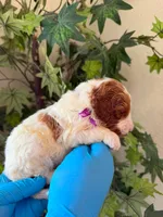 Betty, a female Goldendoodle for sale in California City, CA – 1 of 2