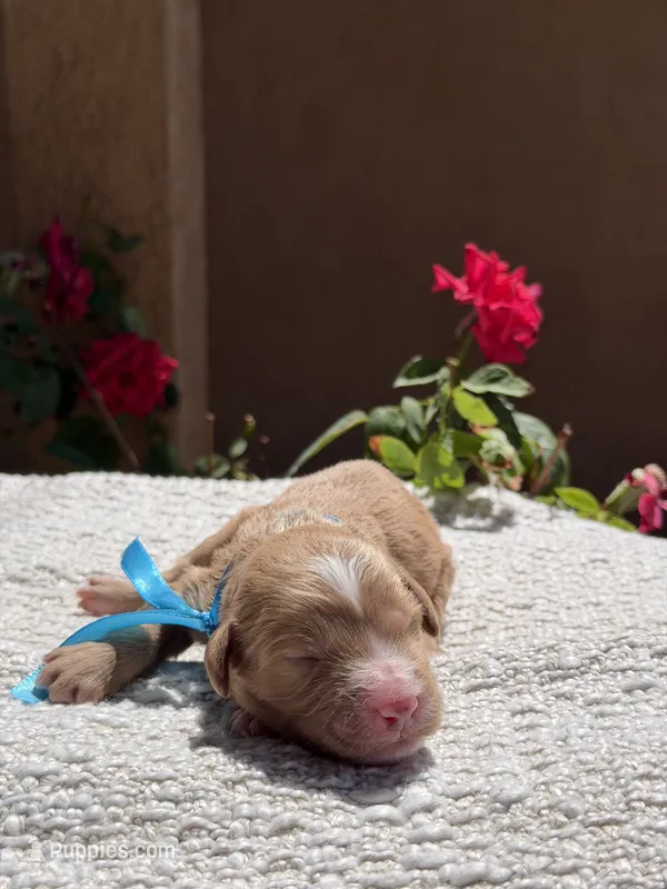 Gucci – Goldendoodle puppy for sale in California City, CA