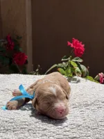 Gucci, a male Goldendoodle for sale in California City, CA – 1 of 1