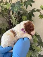 Betty, a female Goldendoodle for sale in California City, CA – 2 of 2