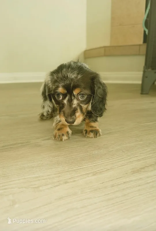 Baby – Miniature Dachshund puppy for sale in California City, CA
