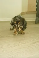 Baby, a female Miniature Dachshund for sale in California City, CA – 1 of 3