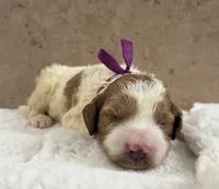 Mi, a female Goldendoodle for sale in California City, CA – 1 of 1