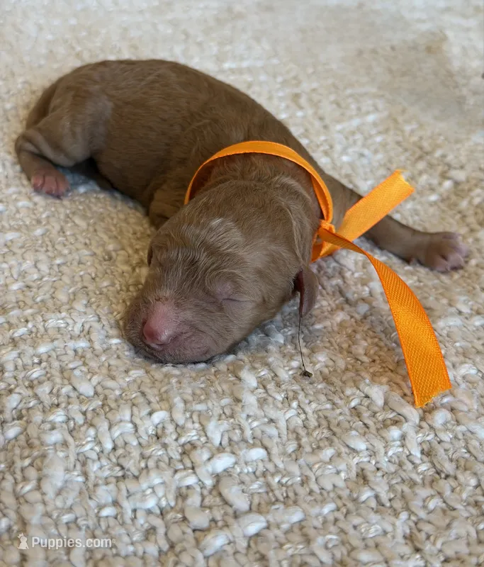 Channel – Goldendoodle puppy for sale in California City, CA