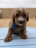 Boy, a male Goldendoodle for sale in California City, CA – 1 of 1