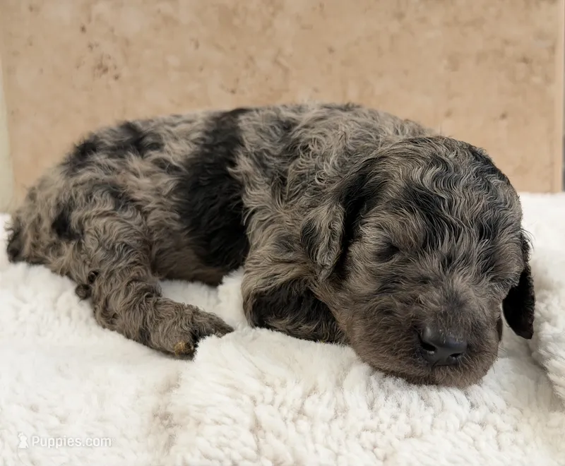 Luna – Poodle - Standard  puppy for sale in California City, CA
