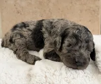 Luna, a female Poodle - Standard  for sale in California City, CA – 1 of 1
