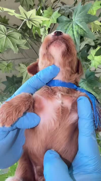 Boy, a male Goldendoodle for sale in California City, CA – 3 of 3