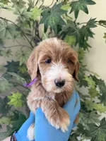 Star, a female Goldendoodle for sale in California City, CA – 2 of 3