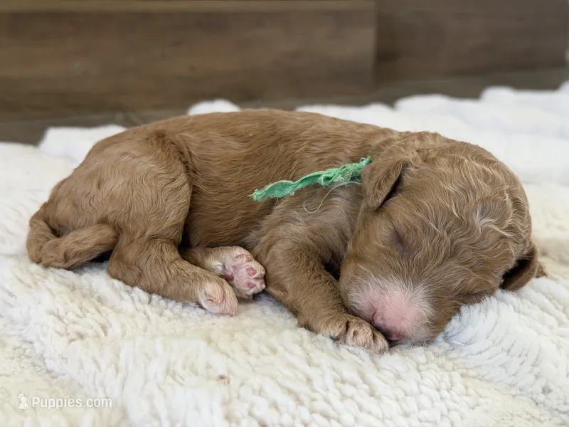 Venus – Goldendoodle puppy for sale in California City, CA