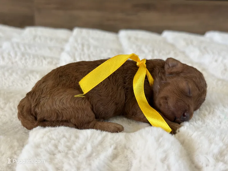 Chiquita  – Poodle - Toy  puppy for sale in California City, CA
