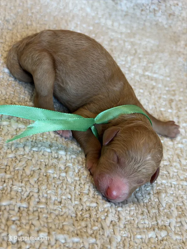Venus – Goldendoodle puppy for sale in California City, CA