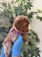 Star, a female Goldendoodle for sale in California City, CA – 1 of 3
