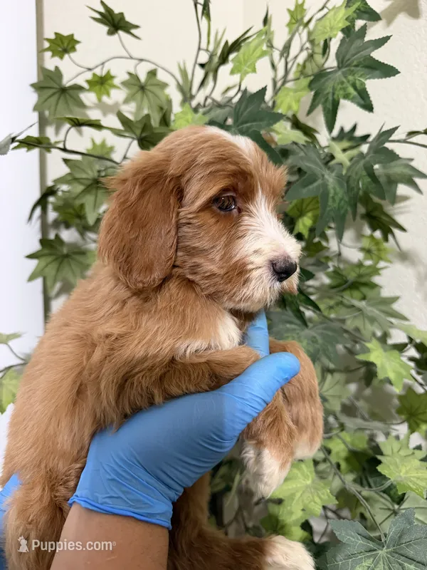 Love  – Goldendoodle puppy for sale in California City, CA