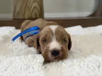 Boy, a male Goldendoodle for sale in California City, CA – 1 of 1