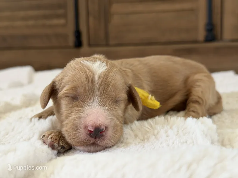 Nino – Goldendoodle puppy for sale in California City, CA
