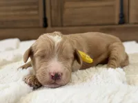 Nino, a male Goldendoodle for sale in California City, CA – 1 of 1