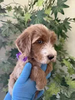 Star, a female Goldendoodle for sale in California City, CA – 3 of 3