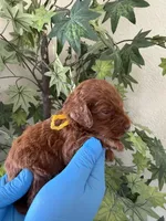Nina , a female Goldendoodle for sale in California City, CA – 2 of 2
