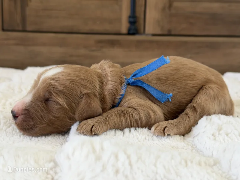 Boy – Goldendoodle puppy for sale in California City, CA