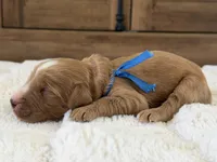 Boy, a male Goldendoodle for sale in California City, CA – 1 of 1