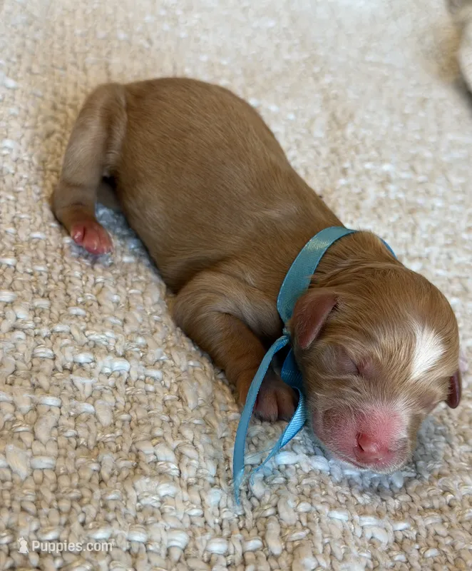 Gucci – Goldendoodle puppy for sale in California City, CA