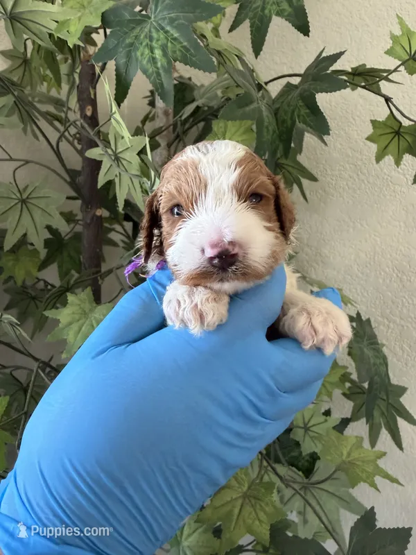 Betty – Goldendoodle puppy for sale in California City, CA