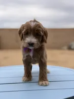 Star, a female Goldendoodle for sale in California City, CA – 1 of 1