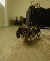 Sophie , a female Dachshund for sale in California City, CA – 1 of 2