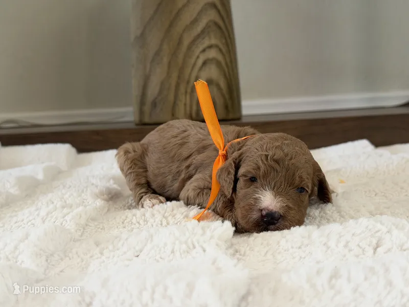 Channel – Goldendoodle puppy on hold in California City, CA