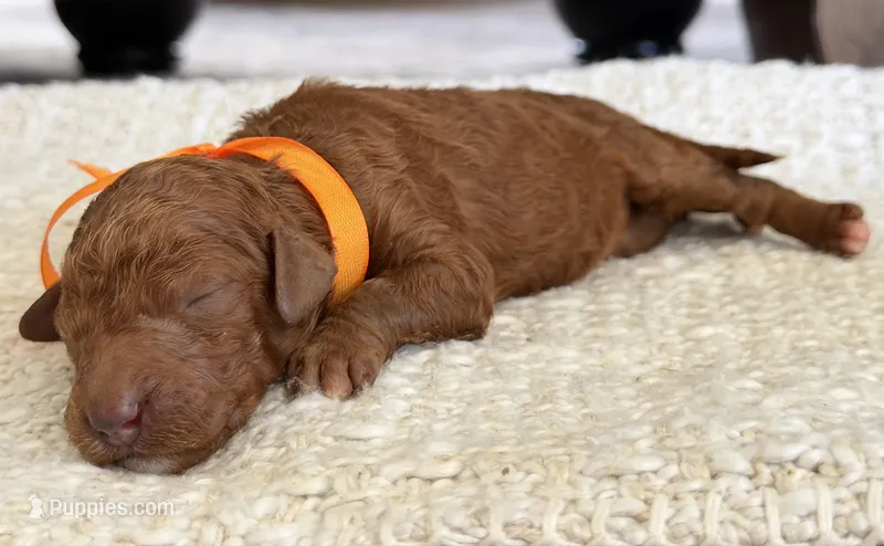 Betty – Goldendoodle puppy for sale in California City, CA