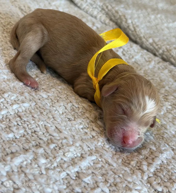 Nino – Goldendoodle puppy for sale in California City, CA