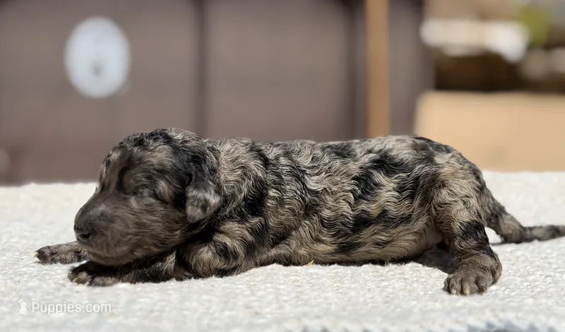Luna  – Poodle - Standard  puppy for sale in California City, CA