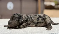 Luna , a female Poodle - Standard  for sale in California City, CA – 1 of 2