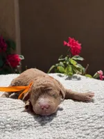 Channel, a female Goldendoodle for sale in California City, CA – 1 of 1