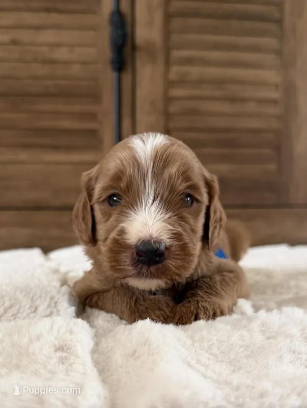 Boy – Goldendoodle puppy for sale in California City, CA